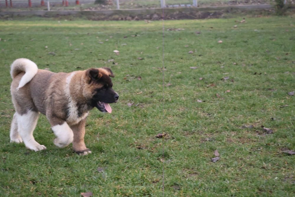 American akita pedigree tip A