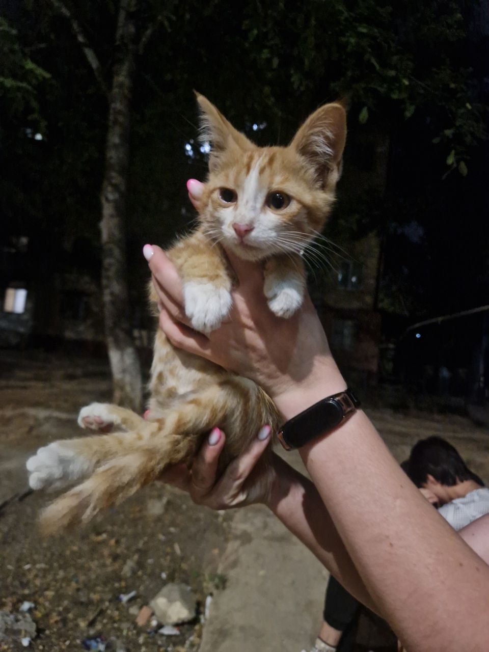 Котята , ручные , бесплатно .