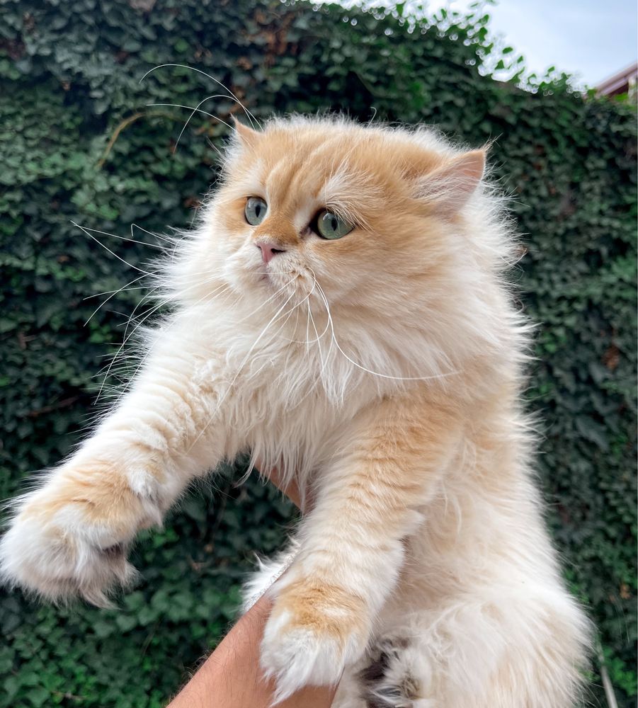 СУПЕР ЦЕНА! Вязка шиншилла британский