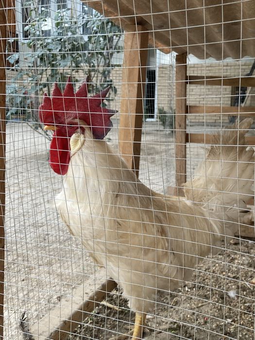 Loman braun xoroz sotiladi