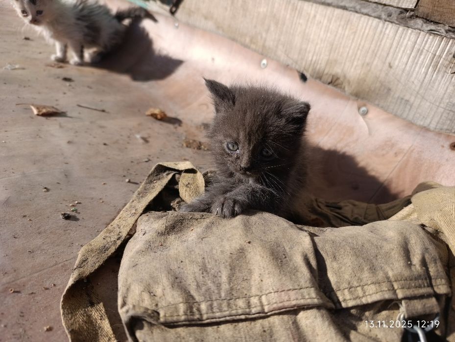 Отдам котят в заботливые руки