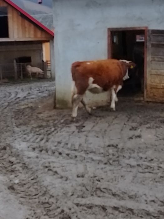 Vând juninca de 1 an