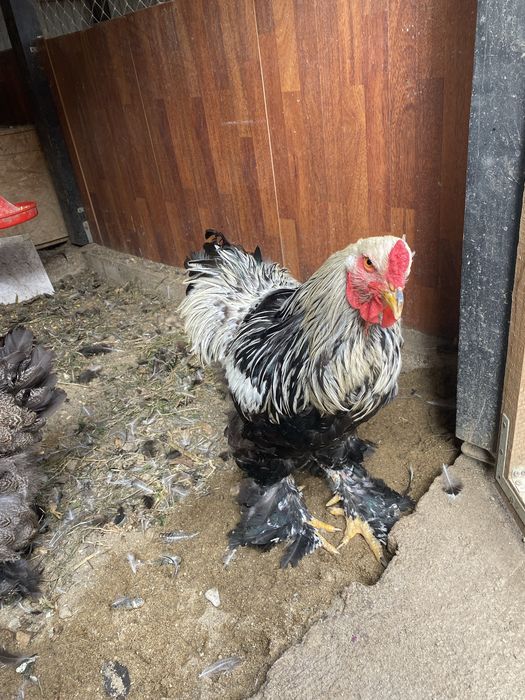 Vând familie de gaini Brahma Herminat inchis