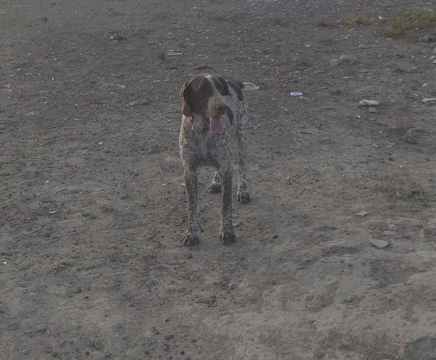 Охотничьи собака 10 месяцев; Охотничьи ит 10 айлық