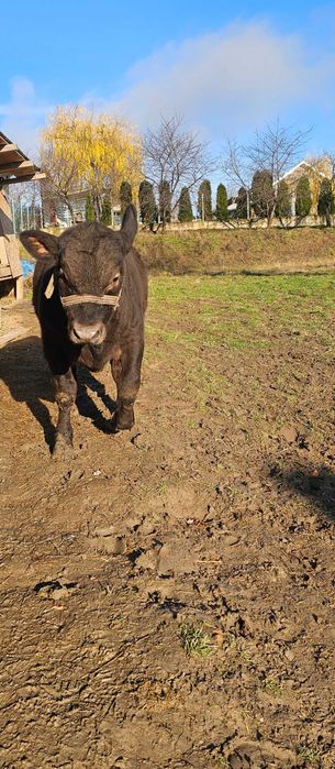 Vițel angus in varsta de 4 luni