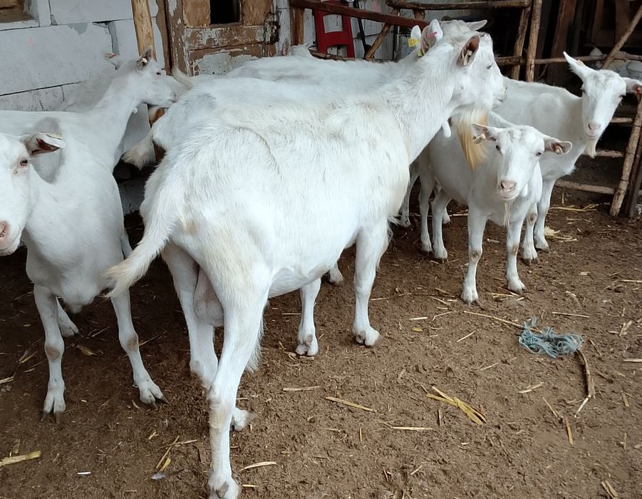 Lot de 9 capre și un tap Saanen cu pedigree