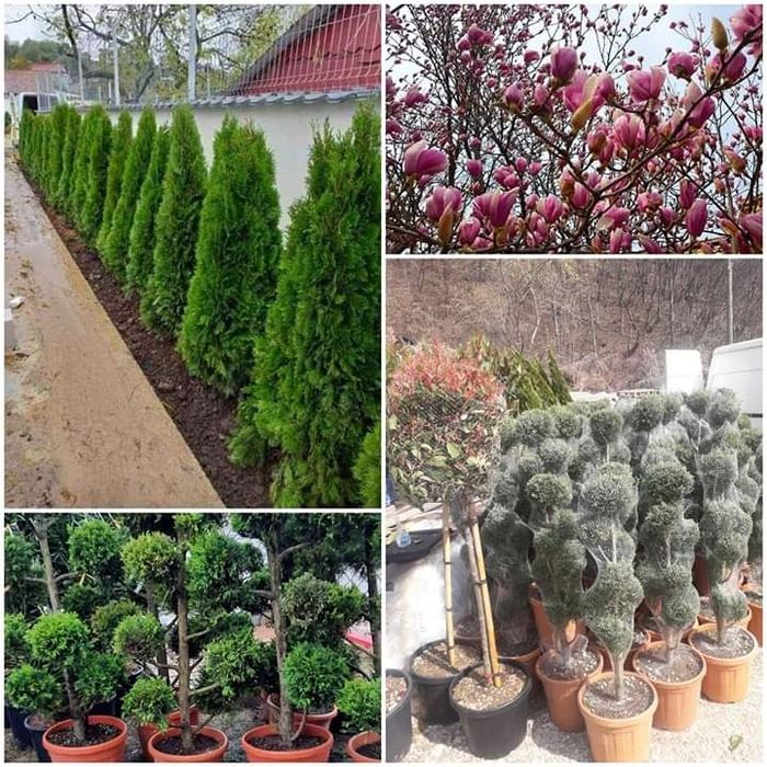 Plante ornamentale calitatea 1 la cel mai bun preţ se ofera livrare