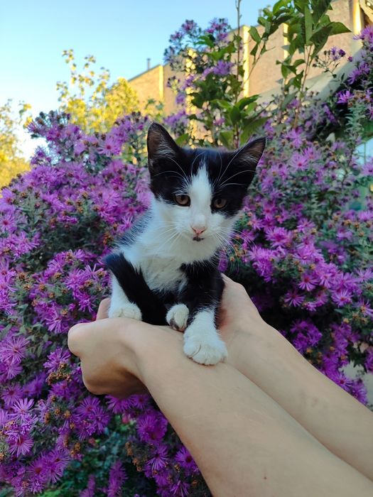 Домашние котята, в хорошие руки