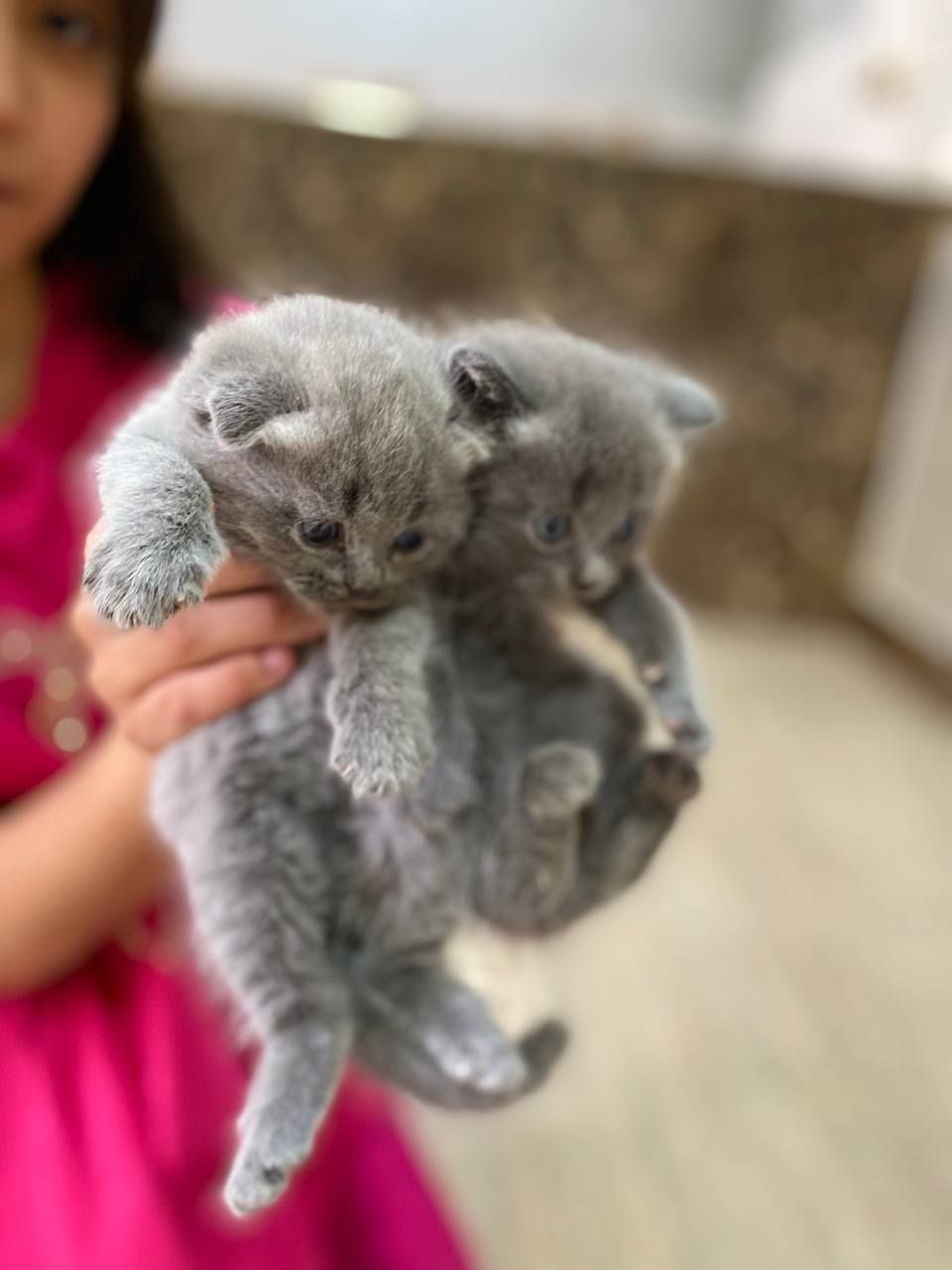 Продаётся  котята