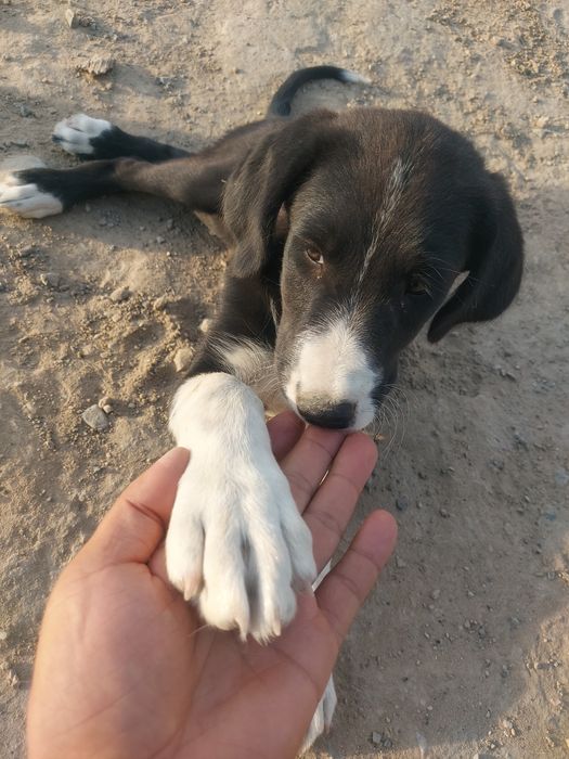 отдам щенка бесплатно