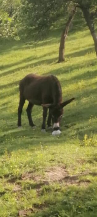 Vînd măgăriță de 9 ani  gestanta