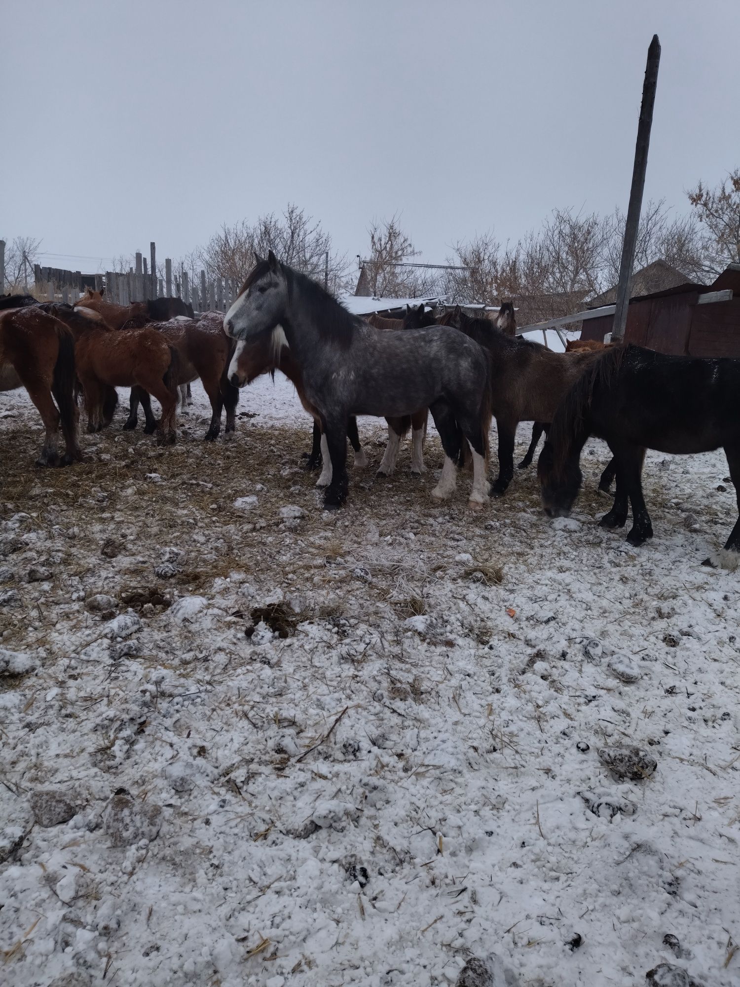 Продам жеребца полутяж