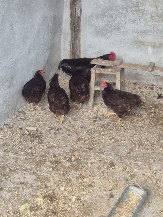 Cocos si gaini Rhode Island