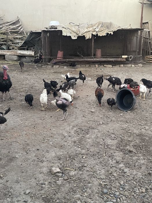Xonaki Yovuqla 80.000 dan Donasi Kelishiladi Optimga