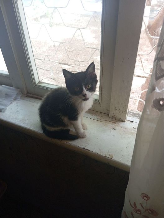 Котенок в хорошие руки