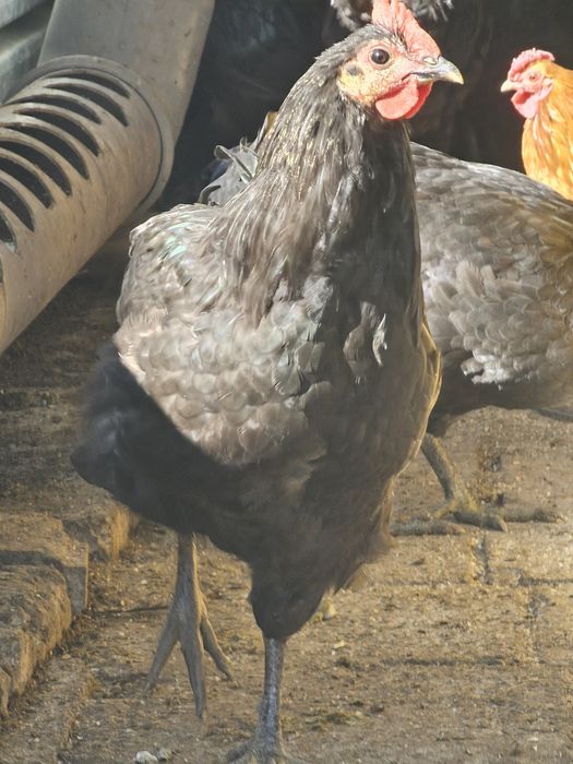 Черен австралорп петлета