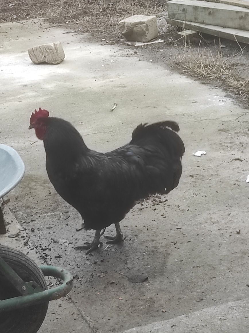 Ouă australorp incubație