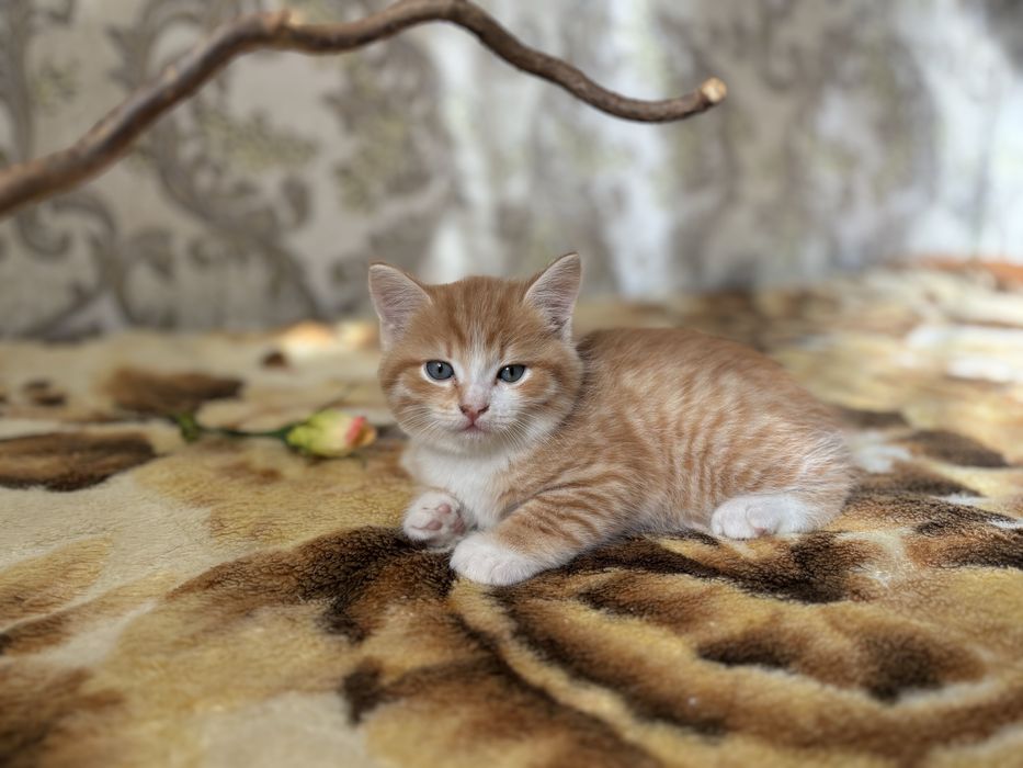 Рыжий котенок ищет новых хозяев