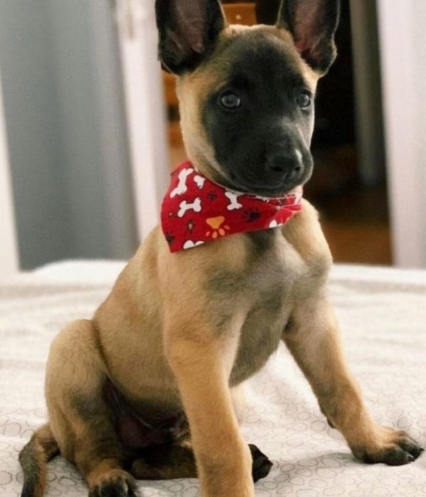 Ciobanesc Belgian malinois  750