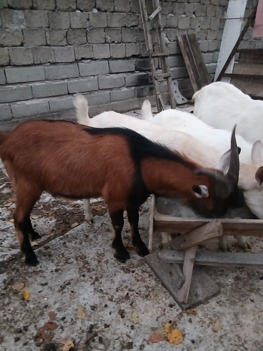 Țap de vânzare corcitura cu anglonubian si unul alpin francez