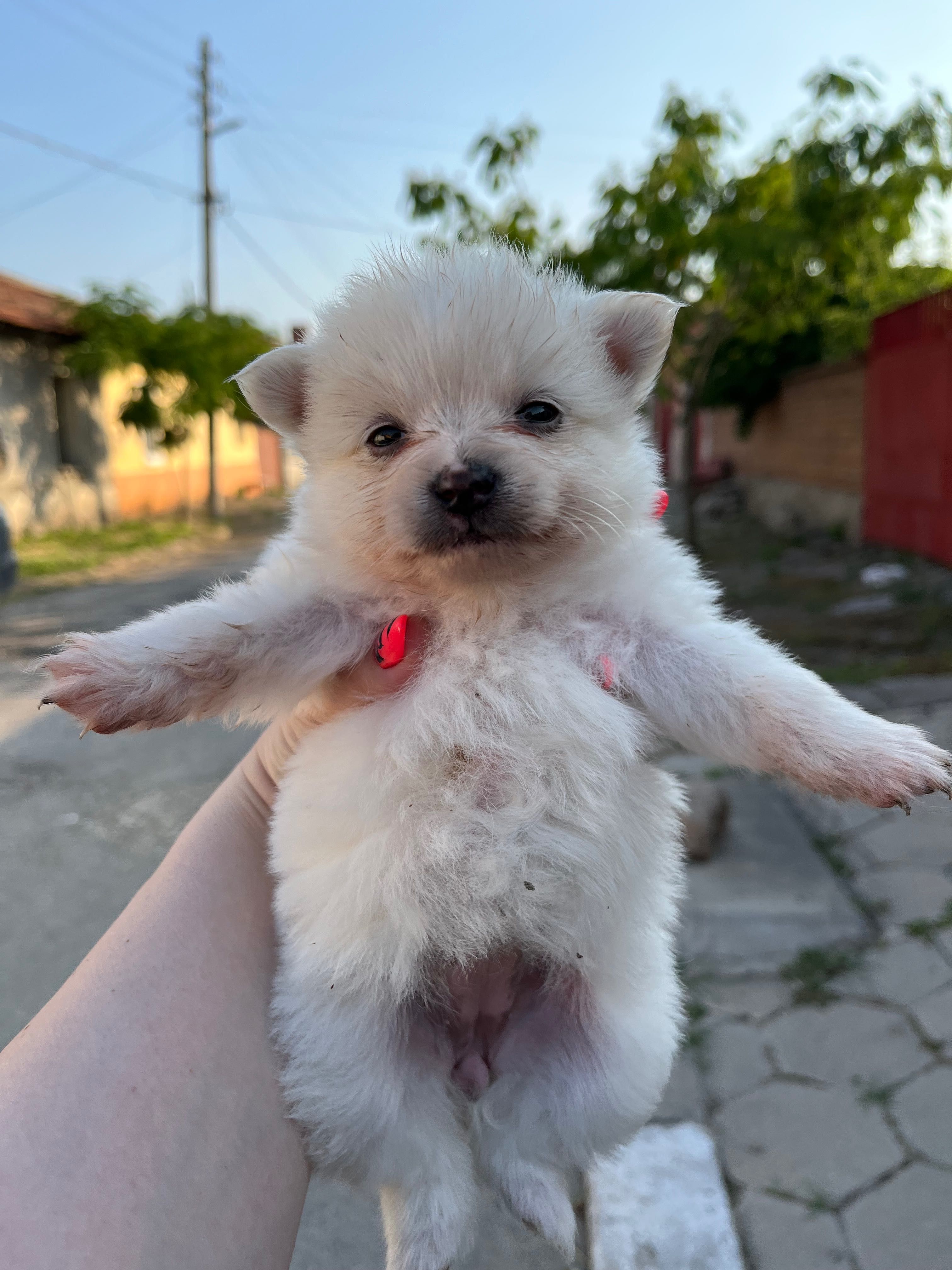 Мини шпиц померани