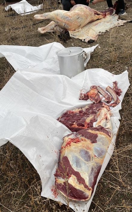 Продам конину согым