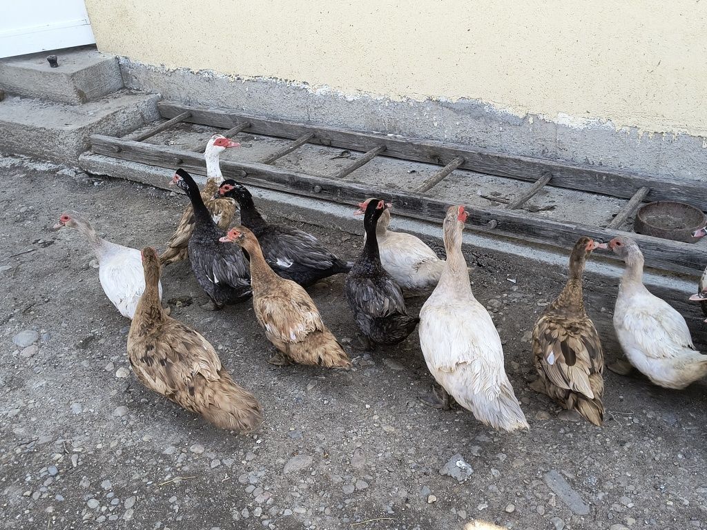 Vând oua incubat rațe leșești