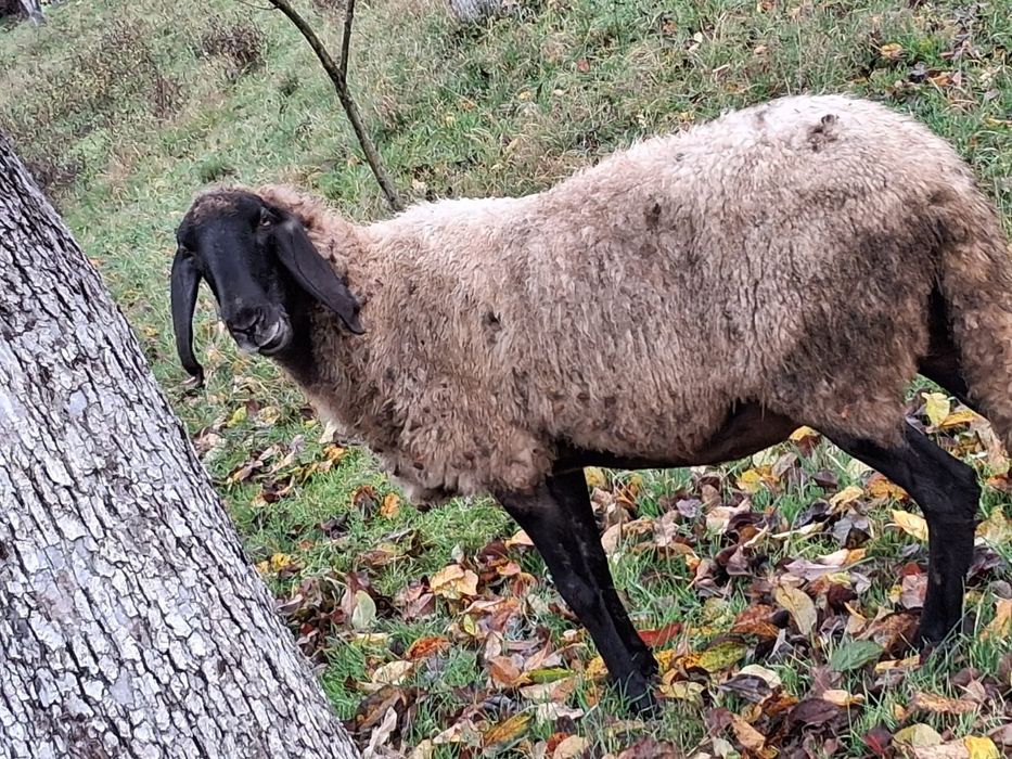 Vând oi Bergamasca și sârbești