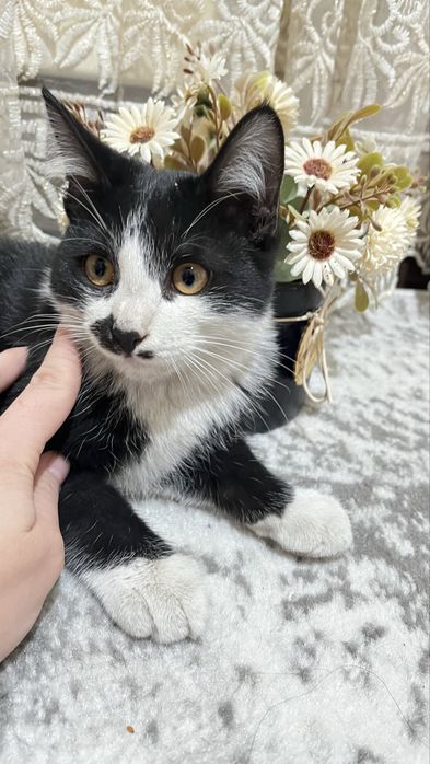 ОТДАДИМ ДАРОМ кошек в хорошие руки