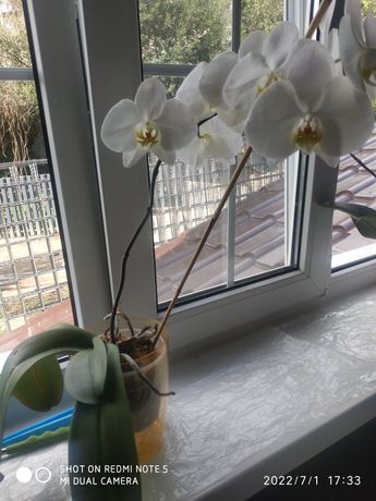 Продам орхидею белую