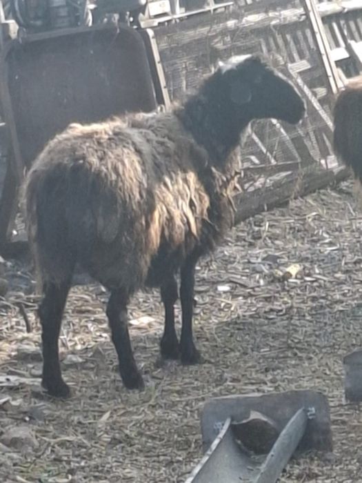 Қой сатылады, стоит на откорме, большой баран ұрғашы