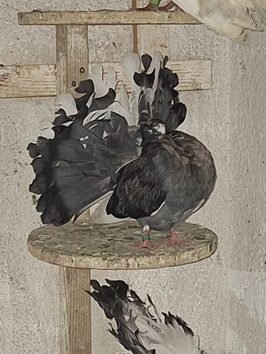 Porumbei rotați/curcani