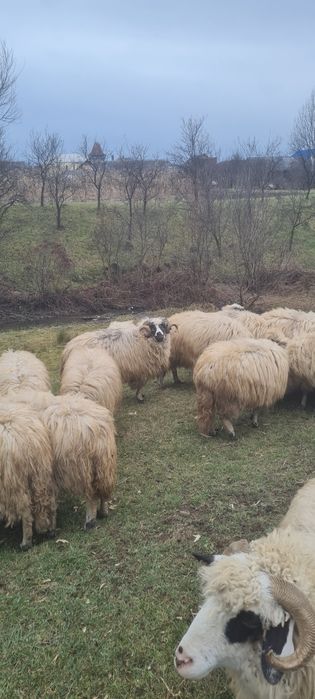 Mior de vanzare mai multe detalii la telefon