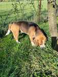 Beagle tricolor adorabil cauta o noua familie iubitoare