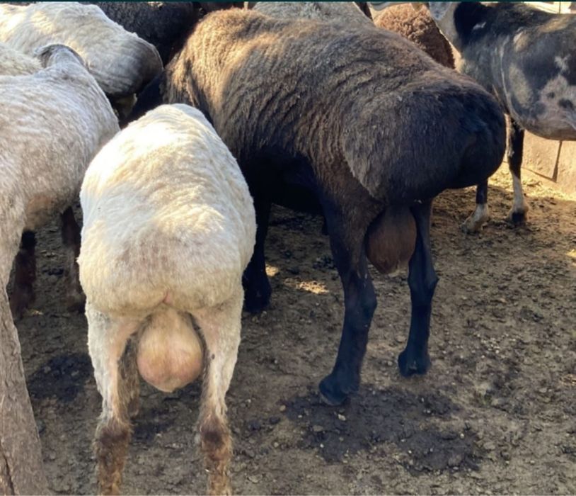 Бағылған қойлар қошқарлар тоқтылар тұсақтар