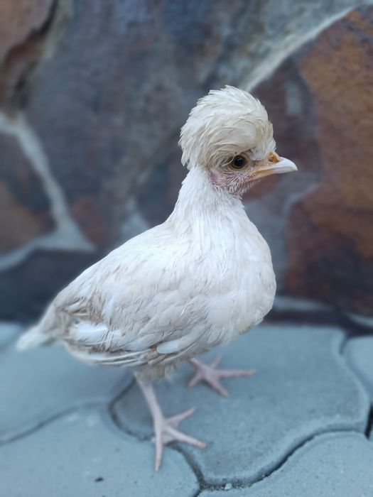 Vând Moțate Olandeze