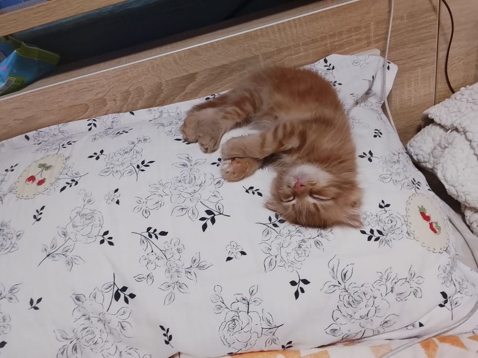 Шотландский  вислоухий котёнок.