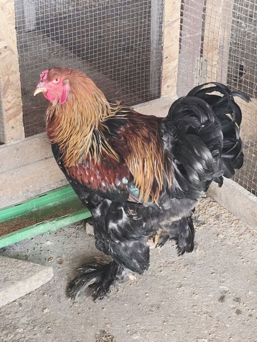 Cocos Brahma potarnichiu