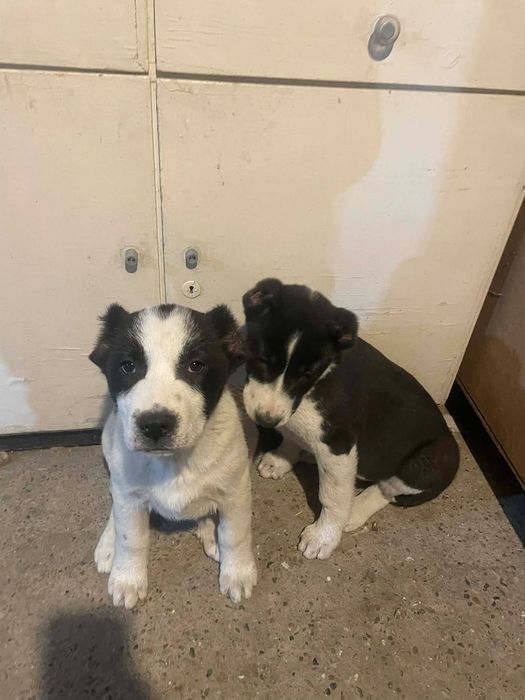 Продавам  Алабай