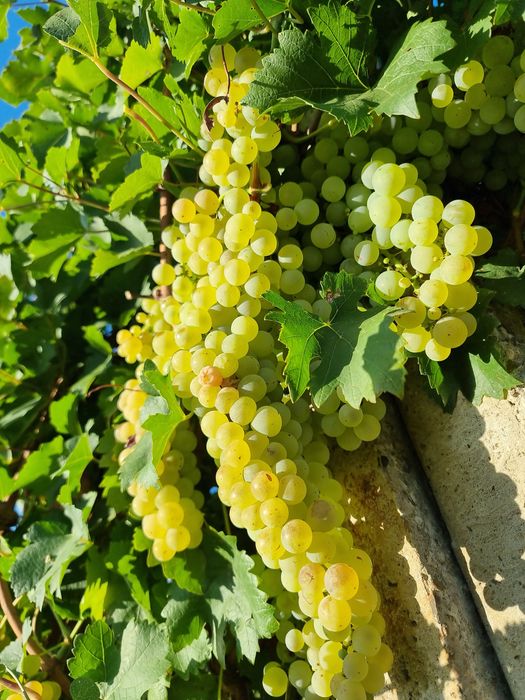 Struguri Muscat Ottonel pt. Vin Odobesti/ Vrancea