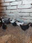 Pui de găini australorp negru cu 6-7 săptămâni