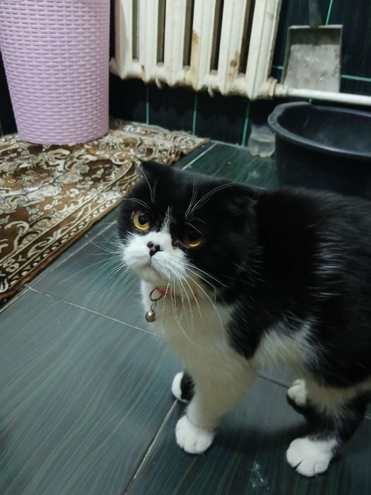 Vislauxi qz bola 3yow