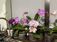 Орхидеи домашнего цветения от 3000 до 5000 тенге