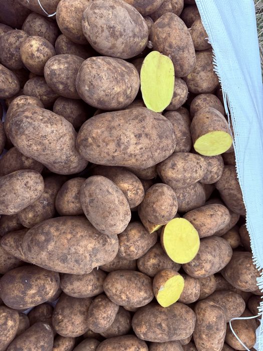 Продам картофель сорт Вега.