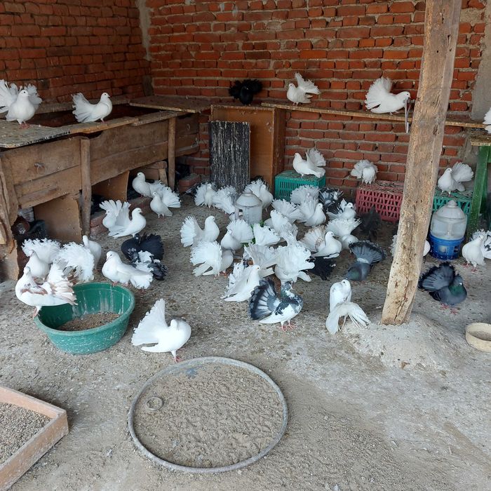 Продавам гълъби финерлии