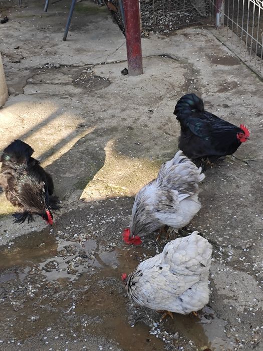 Vand cocosei cochinchina pitic