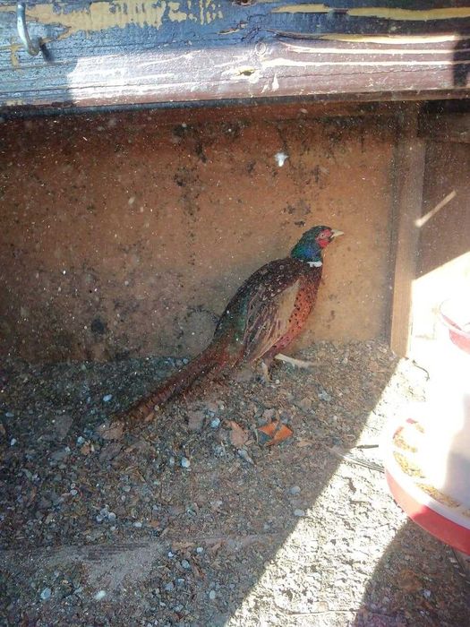 5 cocosei si 5 gainuse fazani comuni din mai 2025