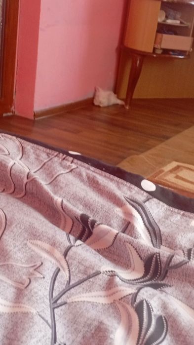 Vand iepure cap de leu urgent!