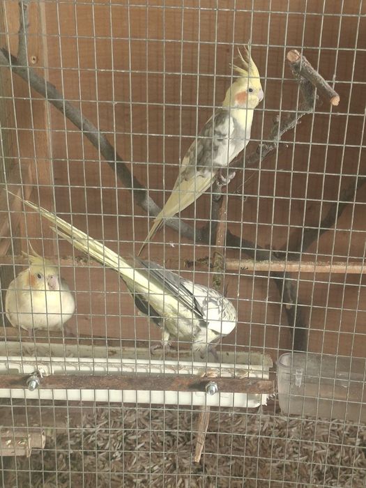 Sotiladi Papugay Karella 3ta