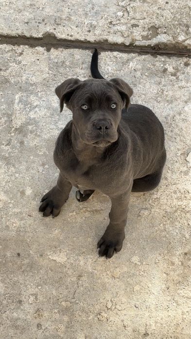 Продавам Кане Корсо